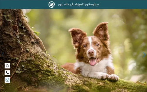 طراحی سایت و سئو دامپزشکی هامون پت
